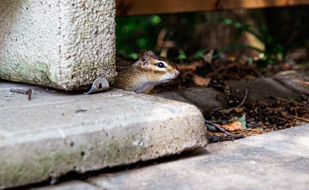 Chipmunk_thumbnail-1