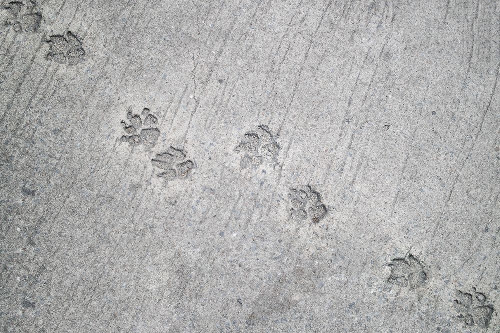 What Can Go Wrong When Pouring New Concrete?