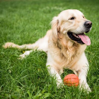 Dog_on_lawn