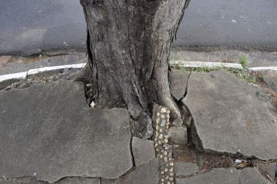 Tree-roots-lifting-concrete