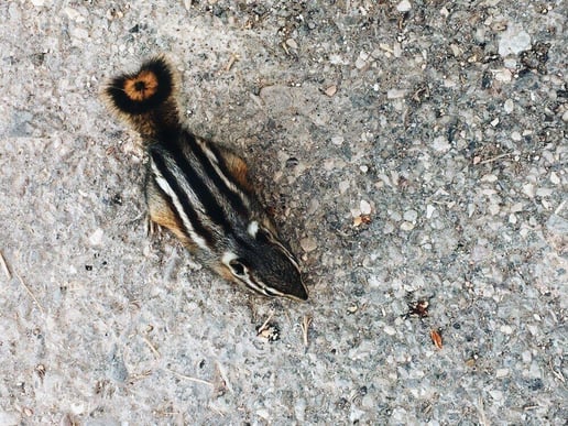 Chipmunk on concrete slab