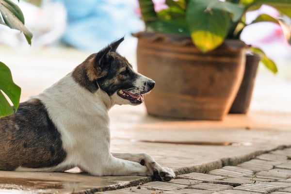 Pet dog laying on concrete patio in backyard