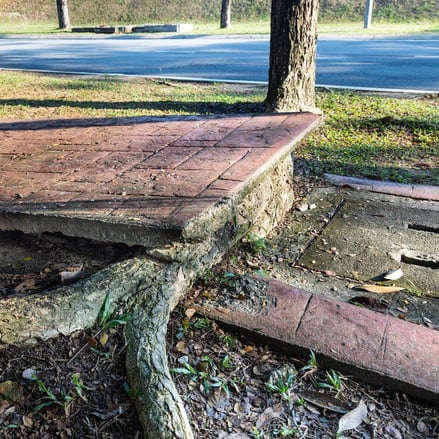 Tree roots lifting stamped concrete sidewalk