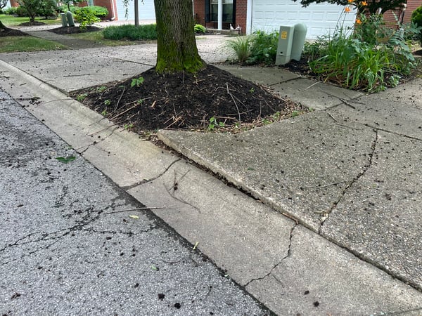 Tree roots lifting concrete driveway slab