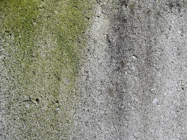 mold-on-concrete