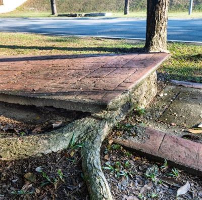Concrete sidewalk slab lifted by tree roots