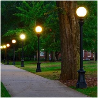 Trees near concrete path