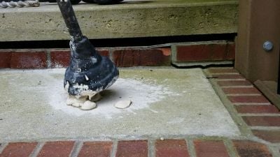 Limestone slurry grout being injected under a settled concrete porch step during a concrete leveling repair